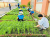THPL2 - XÂY DỰNG NẾP SỐNG XANH – CHUNG TAY CHĂM SÓC VƯỜN ƯƠM & VƯỜN RAU